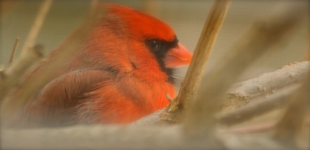 Mr. Cardinal outside the home office window :)  