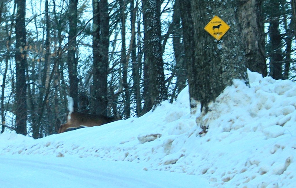 Didn't see any horses but did see a whole bunch of deer. By the time I got my camera, all I managed to get was this guys' back end.