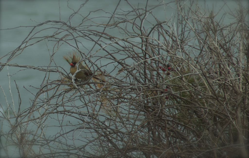 Lady Cardinal overlooking York Harbor Beach