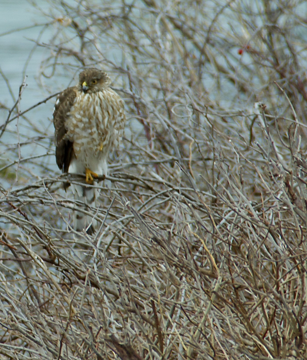 Spotted this guy just outside the window during lunch with Mom at the Stage Neck last weekend.