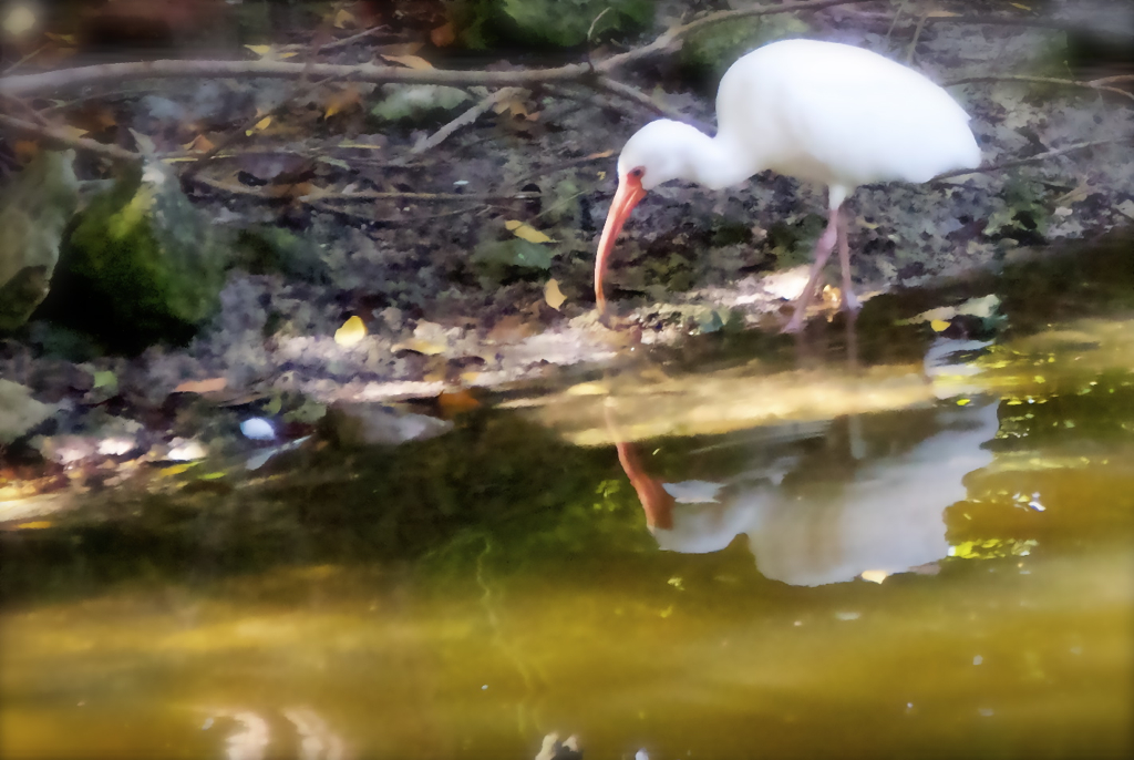 This guy's beak is as long as his legs