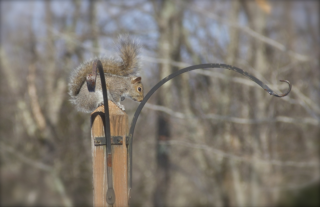 Hanging on in the wind...  