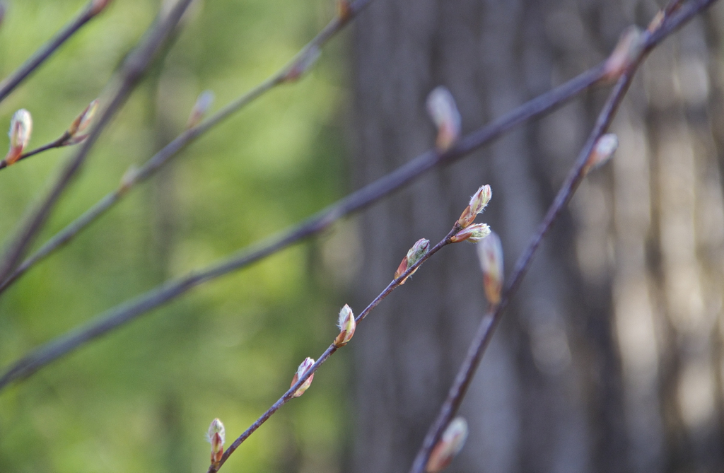 Love seeing the buds and all but I need these suckers to be finished blooming - allergies are killing me...