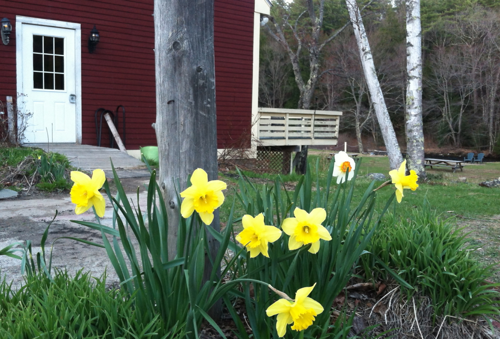 Spring comes to Molly's Tavern...   