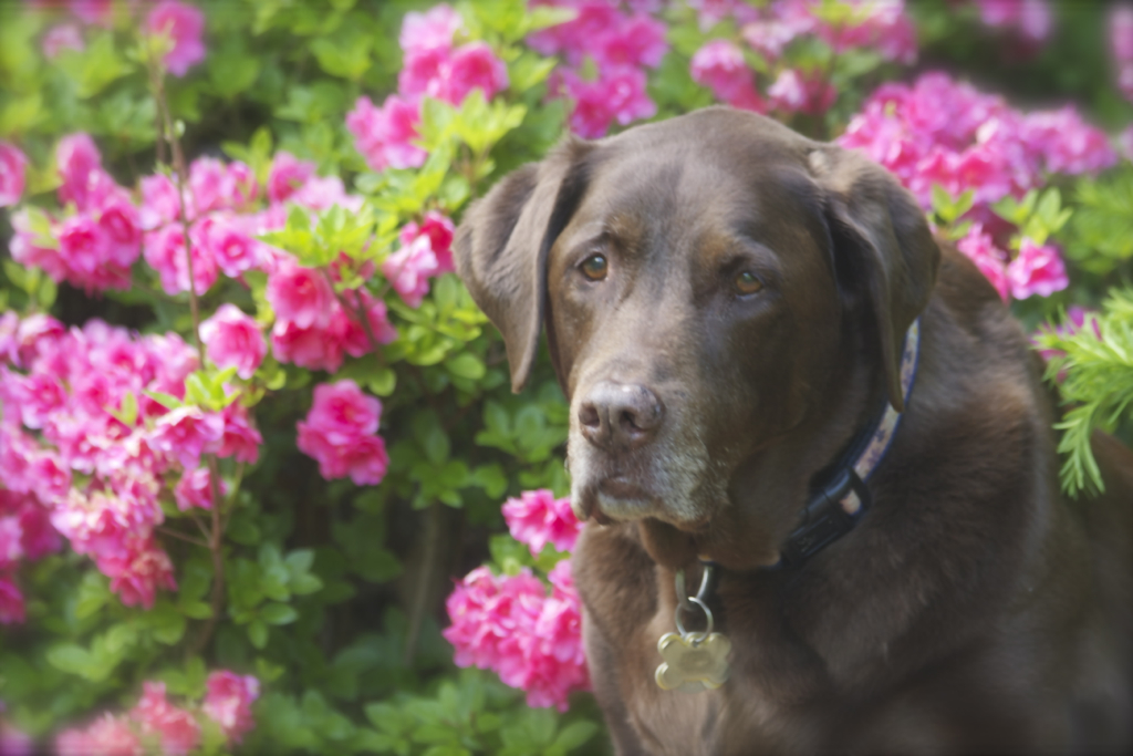 Soph went and sat in front of the azaleas when she saw I had my camera out :)