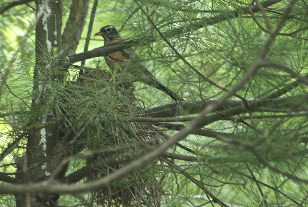 Enjoying watching this mama and her babies... hope the nest holds up!  