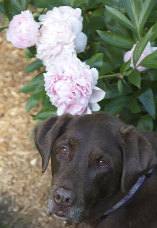 Soph and peonies :)  