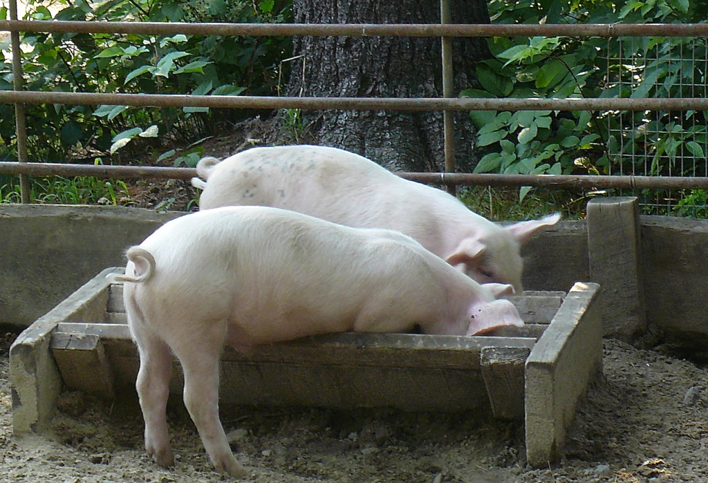 These guys really get into dinnertime...