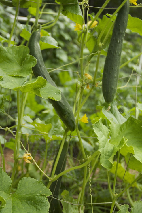 The garden is starting to crank out the cukes :)