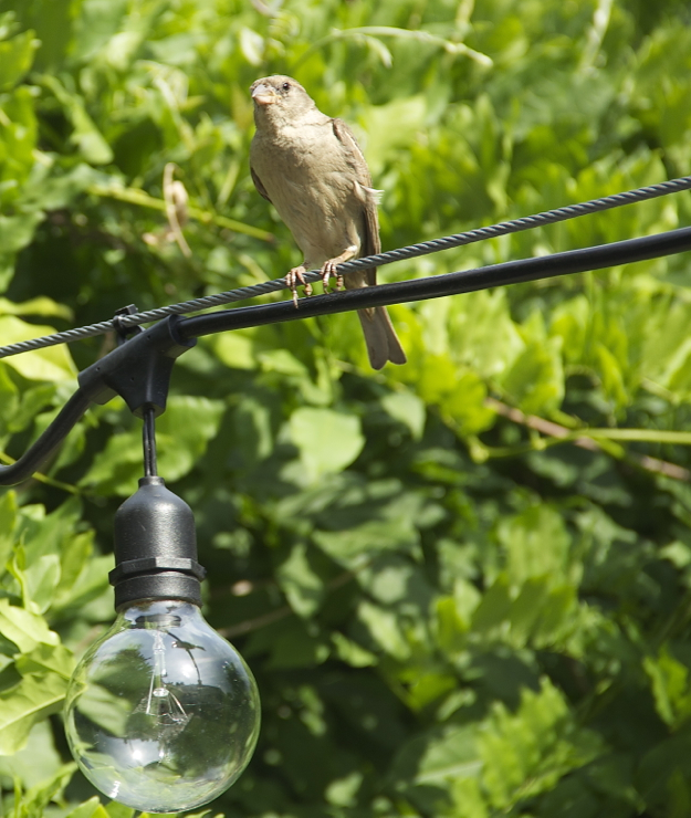 Interesting perch...  