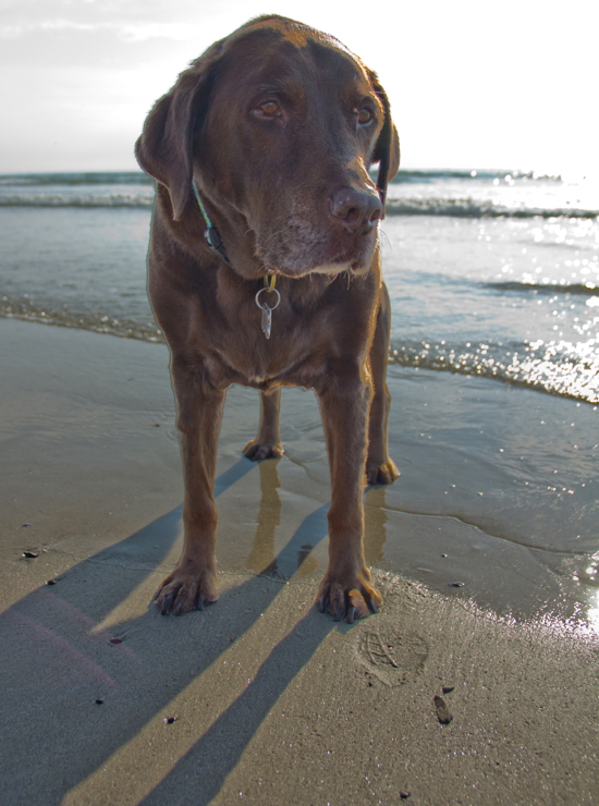 Sunday walk on the beach to celebrate turning 12 on Tuesday.