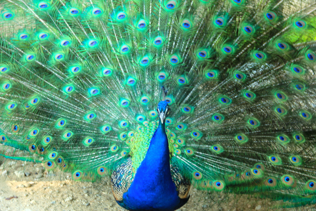 Every vegetable/ice cream stand should have a peacock.  This guy was totally giving me the evil eye...