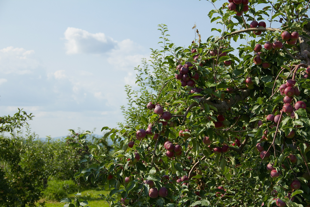 Went to the orchard last weekend for peaches.  Looks more like apple time!  