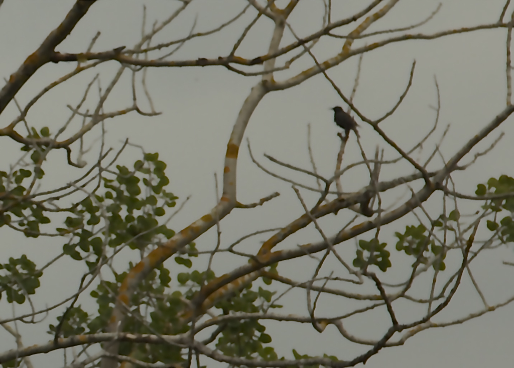 Bird & Branches