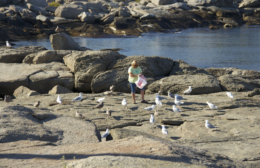 Looks like even the seagulls are happy Market Basket is back...