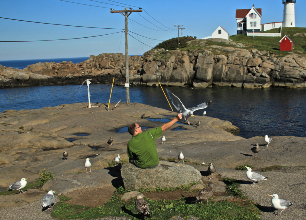 Hungry seagulls