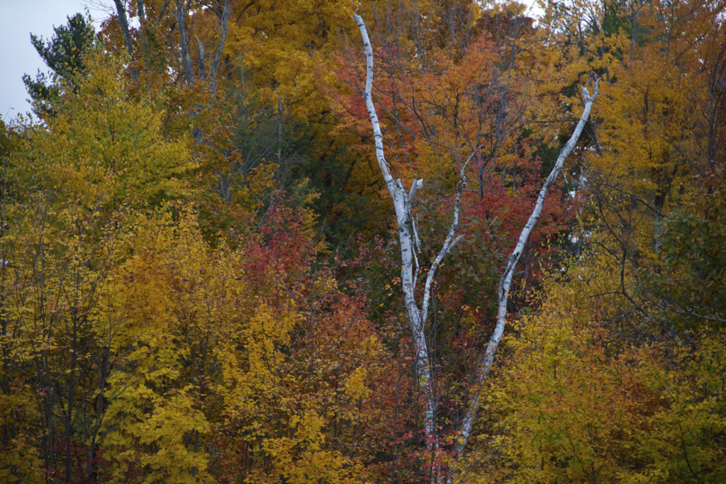 Even without any leaves, this birch tree adds to the fall colors...  