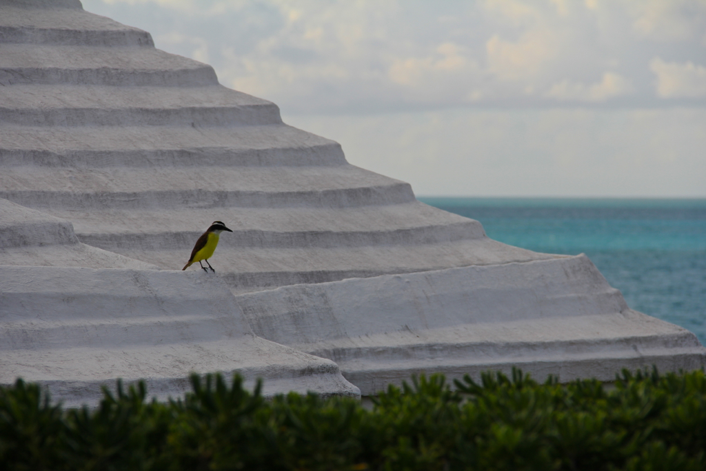 Bird on a Bermuda roof