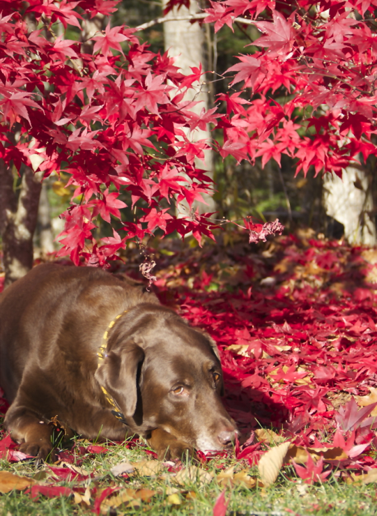 Soph picked a nice backyard nap spot...