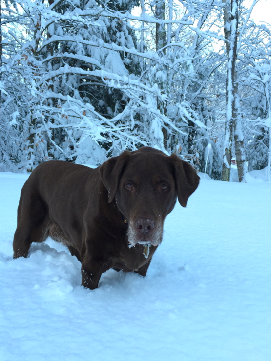 Not exactly loving the snow as much as she used to...  