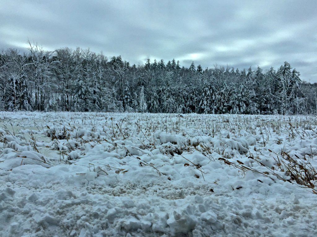 Snow gives a whole new look to a usually drab looking swamp area