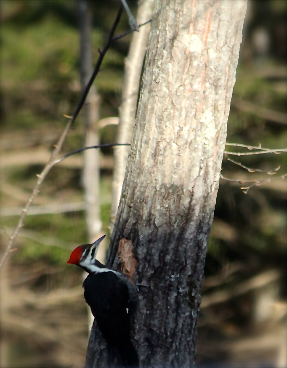 Backyard visitor....  looks like that tree is in trouble.  