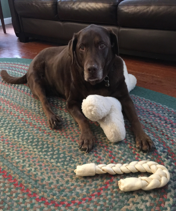 Gave up the candy cane in lieu of the new Christmas wooly bone that finally arrived today!  