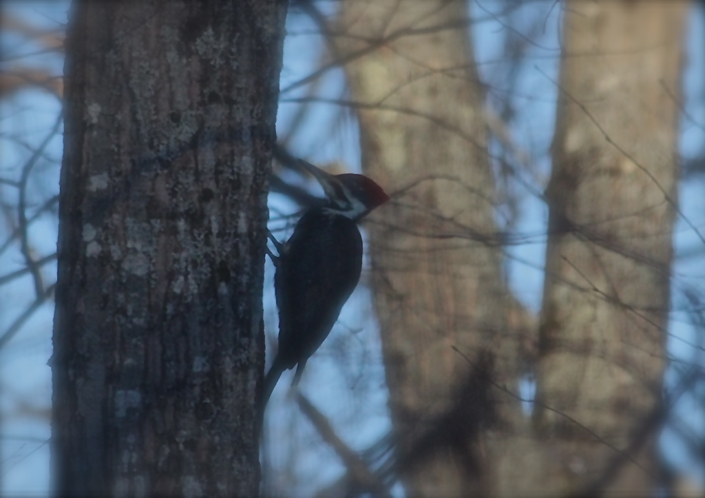 The pileated woodpecker is back...  viewed here through a window screen