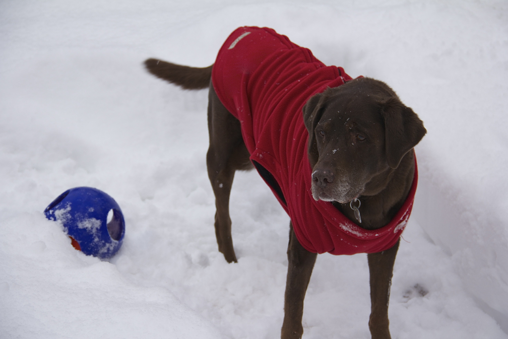 Getting a little fresh air... and a little jolly ball time 